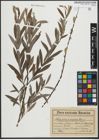 Foto von Salix purpurea L. x Salix repens L.